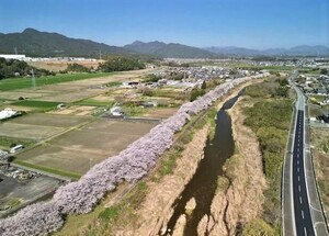 写真：北神山花街道の桜並木