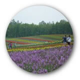 上富良野町の写真