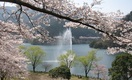 写真:君ヶ野ダム公園の桜