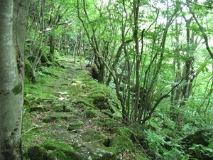 写真：森林セラピー　大洞石畳コース