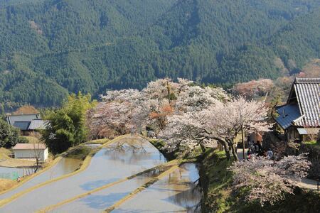 写真：三多気地区（三多気の桜風景保全地区）1
