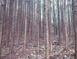 写真：森林整備前のイメージ