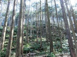 写真：森林整備後のイメージ