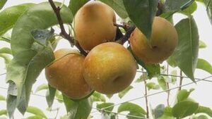 動画サムネイル：まちのできごと3