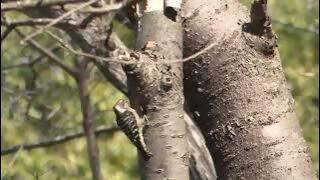 動画サムネイル：まちのできごと「津市リサイクルセンター内 自然観察の森『野鳥観察会』」令和8年4月1日