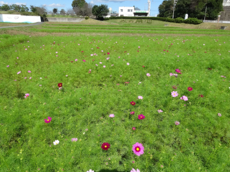 写真：コスモス47