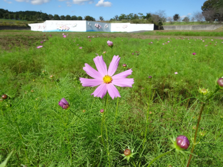 写真：コスモス48