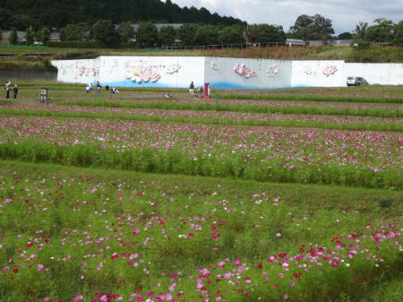 写真：コスモス46