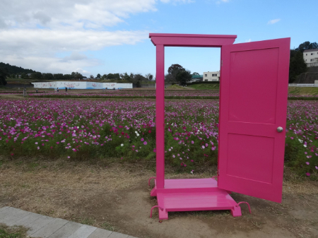 写真：コスモス44