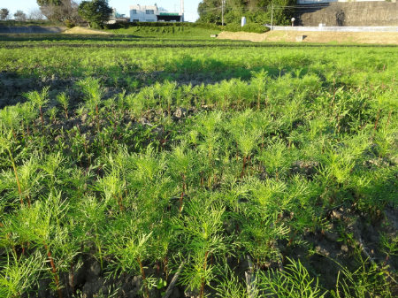 写真：コスモス41