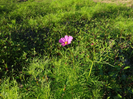 写真：コスモス42