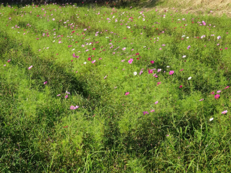 写真：コスモス38