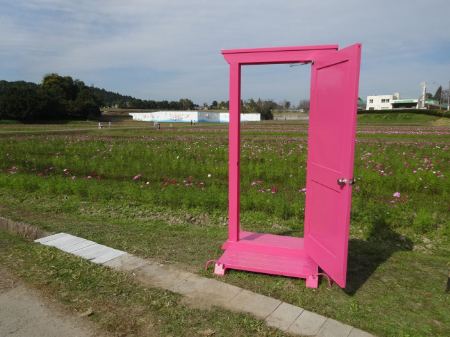 写真：コスモス33