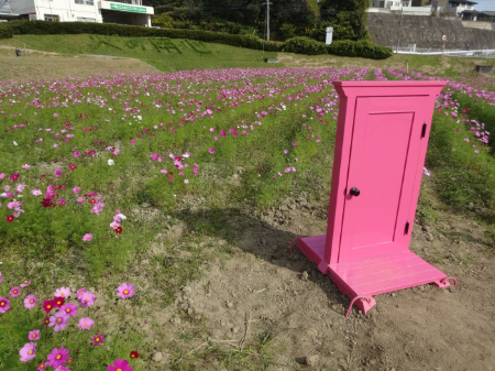 写真：コスモス34