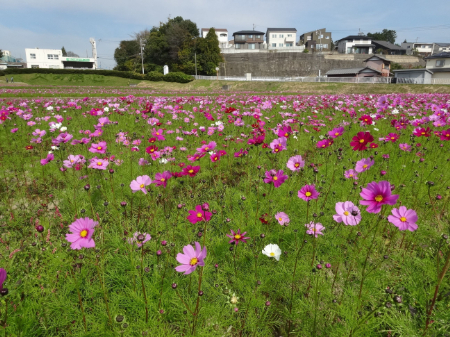 写真：コスモス35