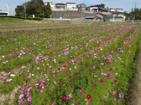 写真：コスモス36