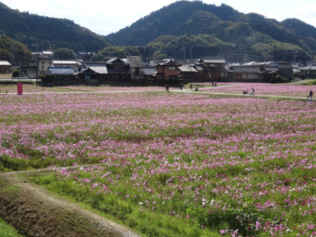 写真：コスモス29