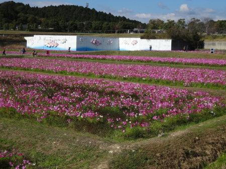 写真：コスモス30