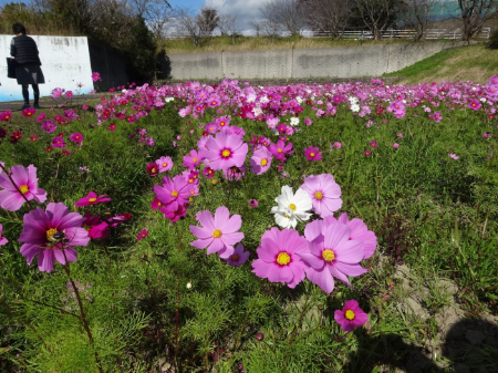 写真：コスモス32