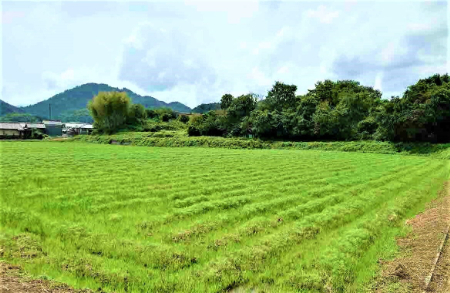 写真：コスモス28