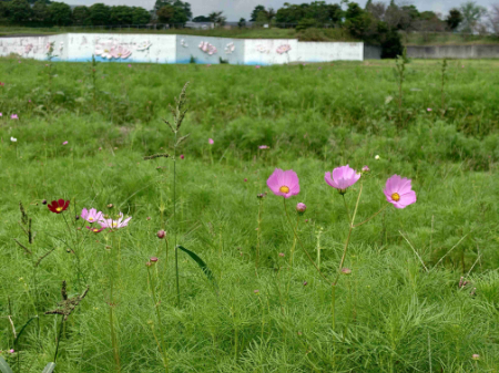 写真：コスモス25