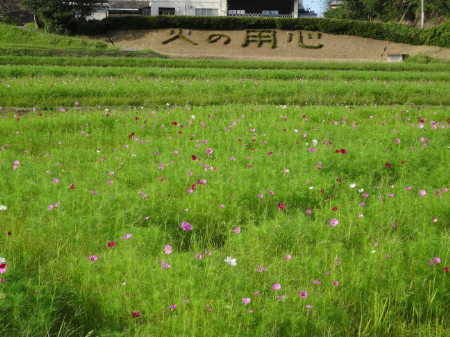 写真：コスモス26