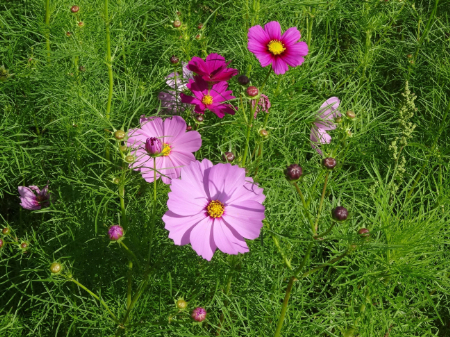 写真：コスモス21