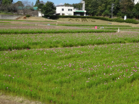 写真：コスモス22