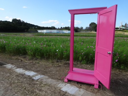 写真：コスモス23