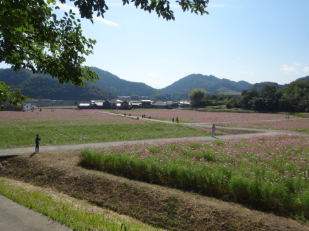 写真：コスモス15