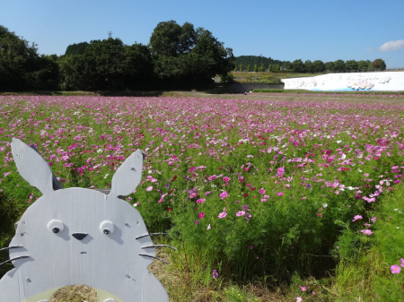 写真：コスモス16