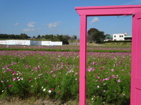 写真：コスモス17