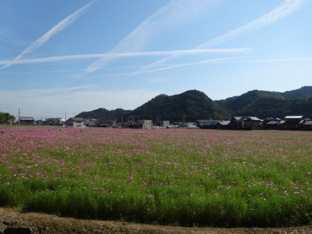 写真：コスモス18