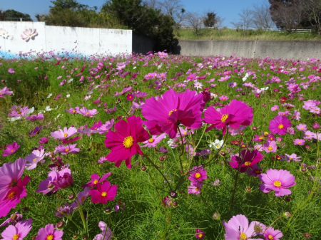 写真：コスモス20
