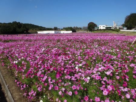 写真：コスモス11