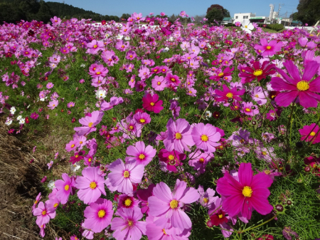 写真：コスモス12