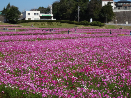 写真：コスモス13