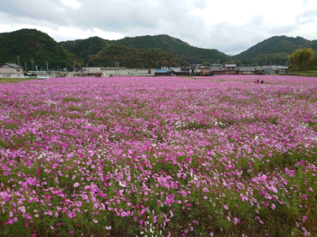 写真：コスモス9