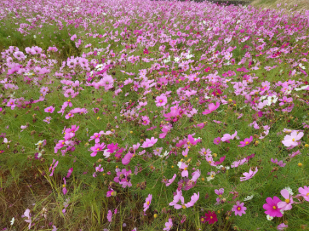写真：コスモス10