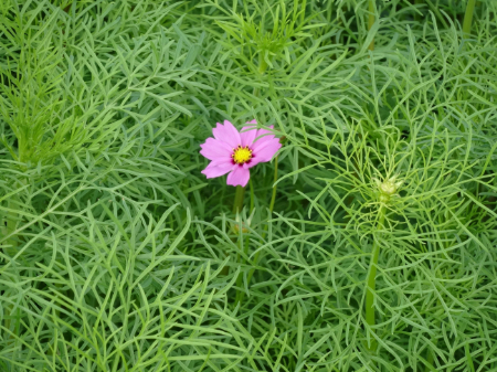 写真：コスモス5