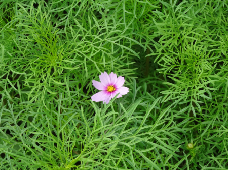 写真：コスモス6