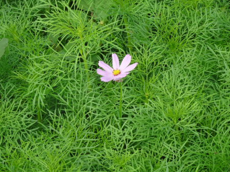 写真：コスモス7