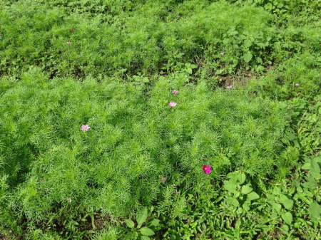 写真：コスモス8