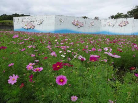 写真：コスモス1