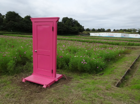 写真：コスモス2