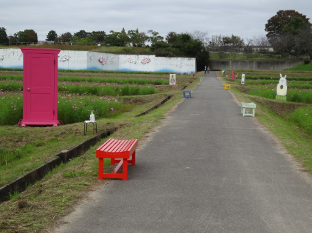 写真：コスモス3