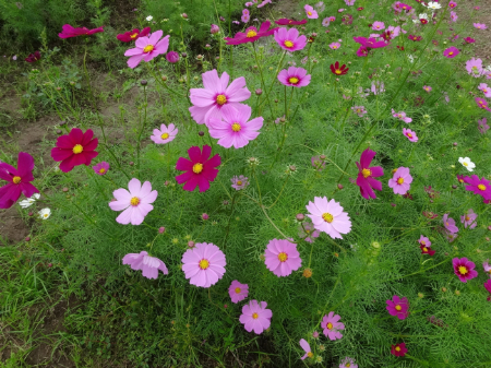 写真：コスモス4