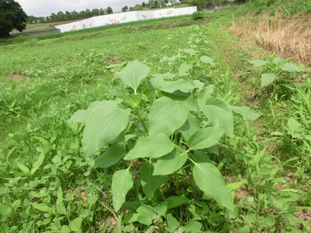 写真：ひまわり46