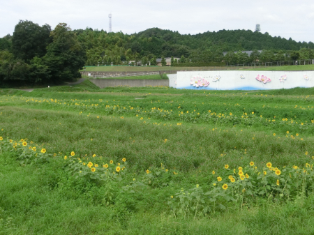 写真：ひまわり41