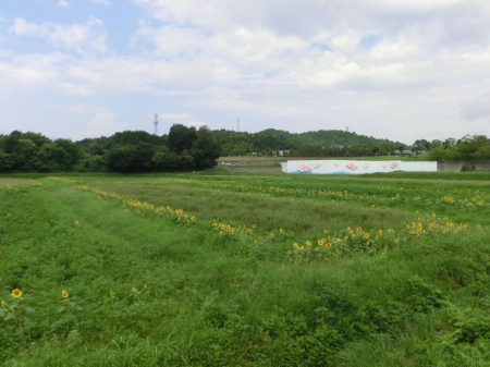 写真：ひまわり39